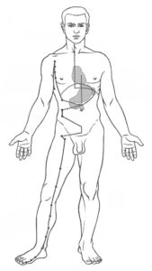 Drawing of of man with the Spleen Channel location on his body. 